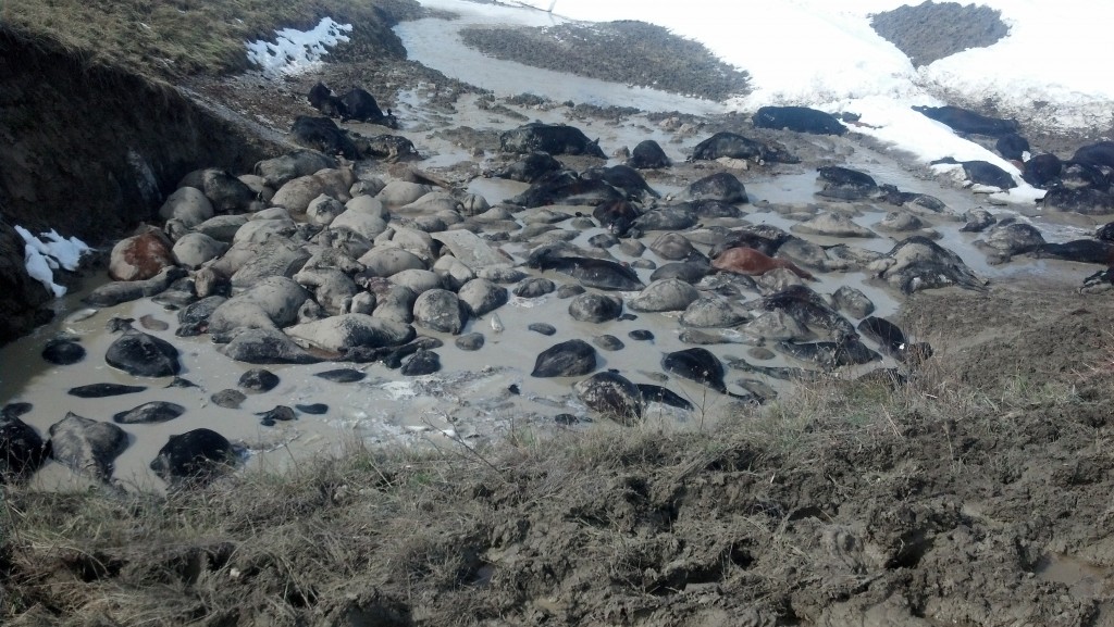 10443136943_7677ac1351_o