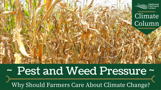 Climate Column - Pest and weed Pressure