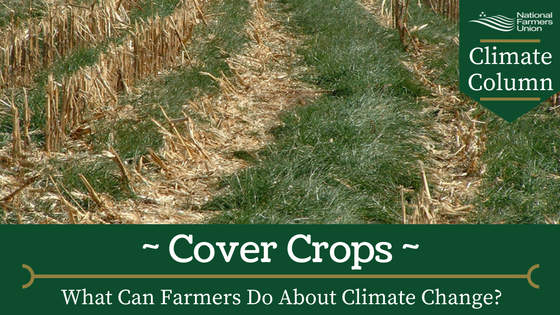 climate-column-cover-crops