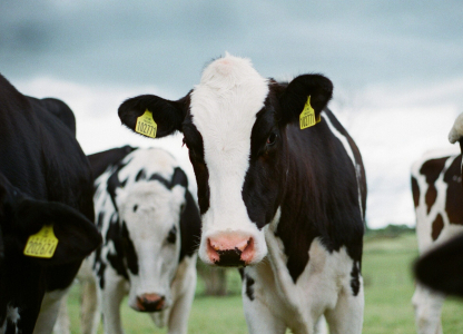 03-19-25-dairy-tariffs-release-2-scaled