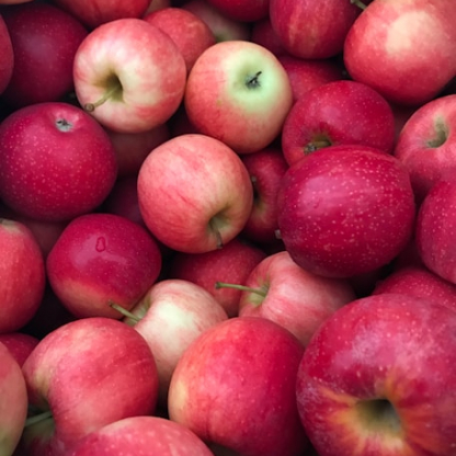 apples apples