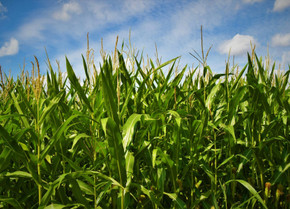 corn-field-scaled