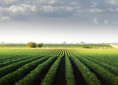 Image of rain-laden clouds arriving over a large soy plantation