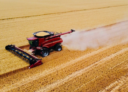 Combine tractor harvesting grain in a golden field. Ripe and ready to harvest. Hard work. Country life.