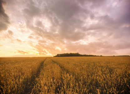 Sunset or sunrise in a rye or wheat field with a dramatic cloudy sky in a summer. Summertime rural landscape. Agricultural fields. Aesthetics of vintage film.