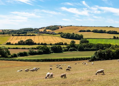 A rural Isle of Wight farm landscape with grazing sheep in the foreground and a blue sky overhead