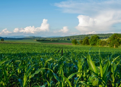 Agricultural landscape with green corn fields on hills. Art rural landscape. Field and green grass. Countryside on a bright sunny day. Color in nature. Beauty in the world.