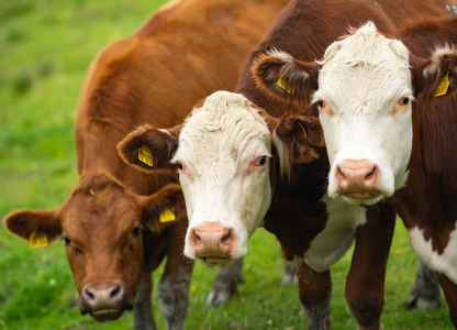 Cow in the grass meadow. Cow peacefully grazing. Summer meadow with cattle. Cow grazing in the countryside. Rural life and livestock. Grassy field with dairy cow.