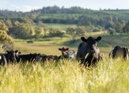 herd of cows in a field grazing on green lush pasture. Expansive Australian Farm Landscape with a dam, Trees, and Distant Grazing Livestock. Rural Agriculture and Sustainable Land Management australia