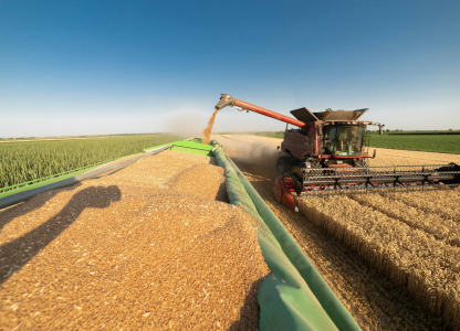 harvester loading off wheat on trailers. modern harvester loading off wheat on tractor trailers.
