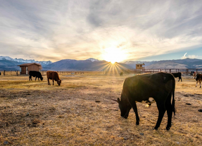 Cow on a field at sunset, California, USA.